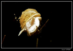 as there were som particles in suspension, i had to push ... by Daniel Strub 